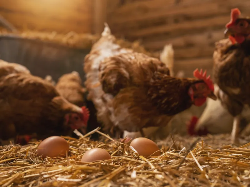 alimentacion-animal-interior
